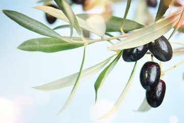 Obraz na płótnie Canvas Olive tree branch.