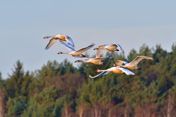 Höckerschwäne an einem kalten Wintertag in der Oberlausitz	