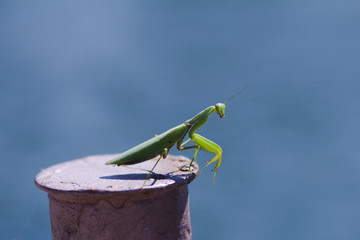 Macro picture of big green mantis 