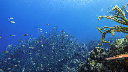 Fototapeta na wymiar Trumpetfish and Bait ball / school of fish in turquoise water of coral reef in Caribbean Sea / Curacao