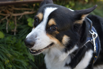 No.155撮影者の愛犬、散歩中の黒コーギー左向き顔アップ