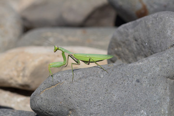 Macro picture of big green mantis 