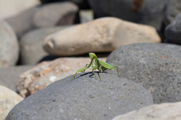 Macro picture of big green mantis 