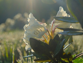 Rhododendron bloom in the mountains. All the petals are in dew. Close-up. Good light. Delicate flower.