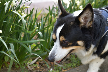 No.159撮影者の愛犬、散歩中の黒コーギー左下向き顔アップ