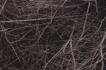 background of dry branches