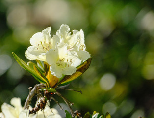 Rhododendron bloom in the mountains. All the petals are in dew. Close-up. Good light. Delicate flower.