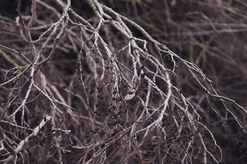 background of dry branches