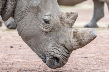 Rhinocéros profil © yamathom