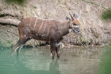 Sitatunga