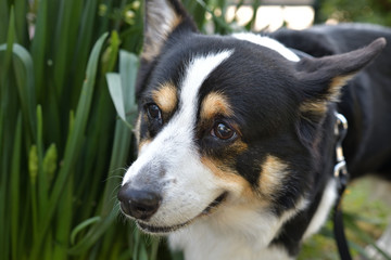 No.162撮影者の愛犬、散歩中の黒コーギー左向き顔アップ