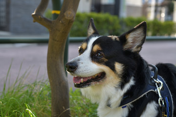 No.164撮影者の愛犬、散歩中の黒コーギー左向き顔アップ