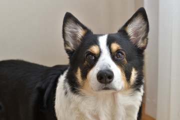 No.165撮影者の愛犬、黒コーギー目線左上顔アップ屋内