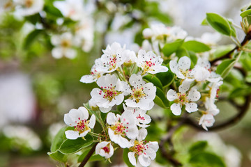 beautiful blooming apple trees orchard in spring garden