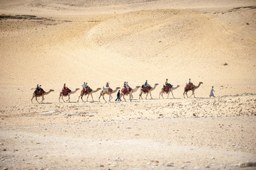 A caravan of camels making its way across the Egyptian desert, where demand from tourists funds...