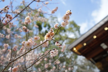 京都の観光　梅