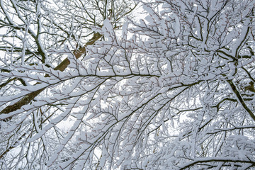 Zweig einer Buche mit Schnee bedeckt im Winter