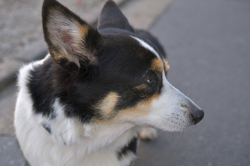 No.177撮影者の愛犬、散歩中の黒コーギー左向き顔アップ