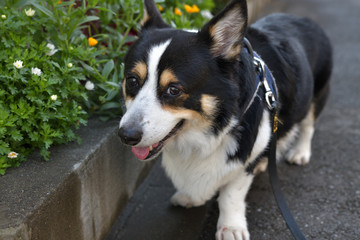 No.184撮影者の愛犬、爽やかに笑う散歩中の黒コーギー左向き顔アップ