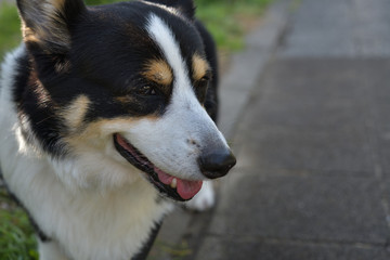 No.186撮影者の愛犬、爽やかに笑う散歩中の黒コーギー右向き顔アップ