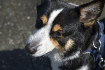 No.189撮影者の愛犬、散歩中の黒コーギー左向き顔アップ