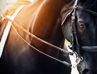 Portrait of a black, elegant horse with a bridle and headband on its muzzle, illuminated by bright...