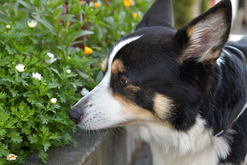 No.194撮影者の愛犬、くんくんする散歩中の黒コーギー左向き顔アップ