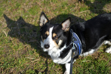 No.196撮影者の愛犬、黒コーギー犬型の影と一緒に散歩中