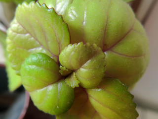 texture and veins of plant leaves