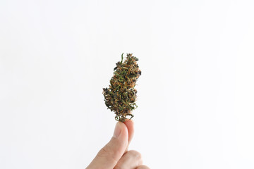 Naklejka na ściany i meble Hand holding medical marijuana bud, isolated on white background