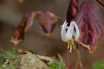  Kandyk is blooming. Beautiful white flower. Close-up. Scattered light.