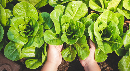 Farmers' hands hold organic green salad vegetables in the plot. Concept of healthy eating, non-toxic food, growing vegetables to eat at home