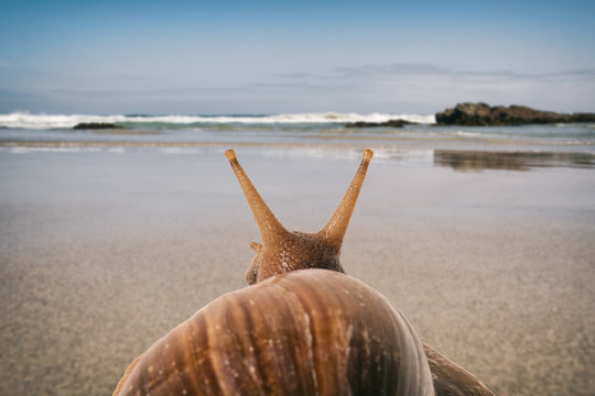 Soft focus of snail on vacation on the beach seen from behind.