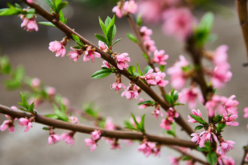 Fototapeta na wymiar beautiful blooming apple trees orchard in spring garden