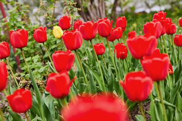 a lot of beautiful red tulips growing in the garden on springtime as flowers concept