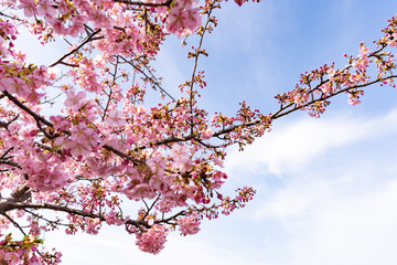 写真素材: さくらと青空