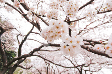 Sakura (Cherry) blossom in Shinjuku Park of Tokyo, Japan