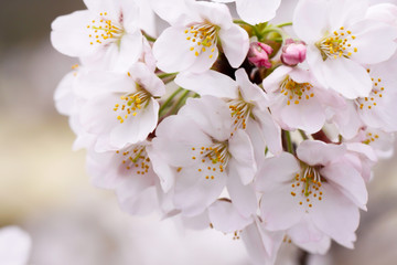 Close-up of Sakura (Cherry) flower in Shinjuku Park of Tokyo, Japan
