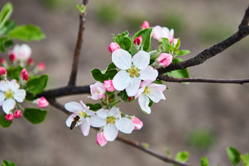 beautiful blooming apple trees orchard in spring garden