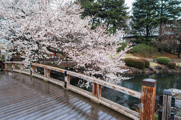 Fototapeta na wymiar Sakura (Cherry) blossom in Shinjuku Park of Tokyo, Japan