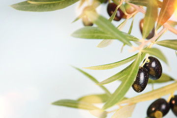 Olive tree branch.