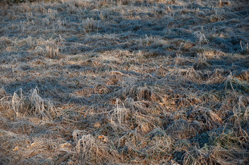 Frozen dry grass background covered with hoar-frost in a cold sunny day.