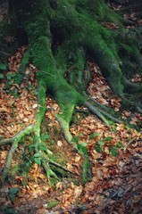 Old tree roots covered with green moss. Tree roots and carpet of dry leaves.