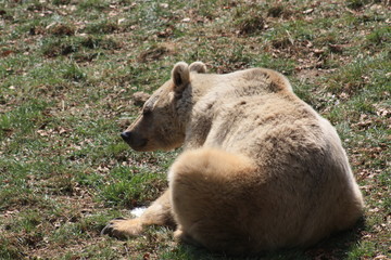 Tolle schnappsch&uuml;sse von B&auml;ren in Gefangenschaft 