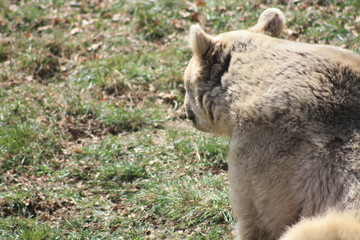 Tolle schnappschüsse von Bären in Gefangenschaft 