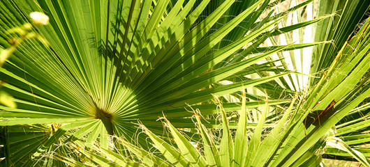Summer palm background