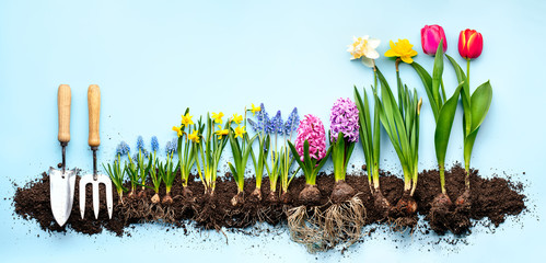 Plants and gardening tools on blue background.