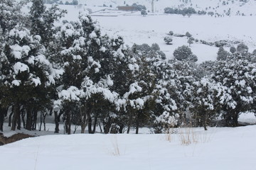 winter landscape with trees and snow