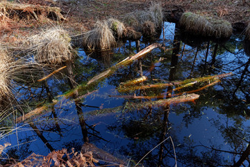 Salamandres pond in fontainebleau forest