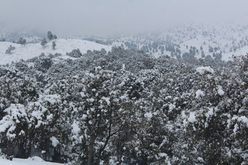 winter mountain landscape with snowy trees and snow